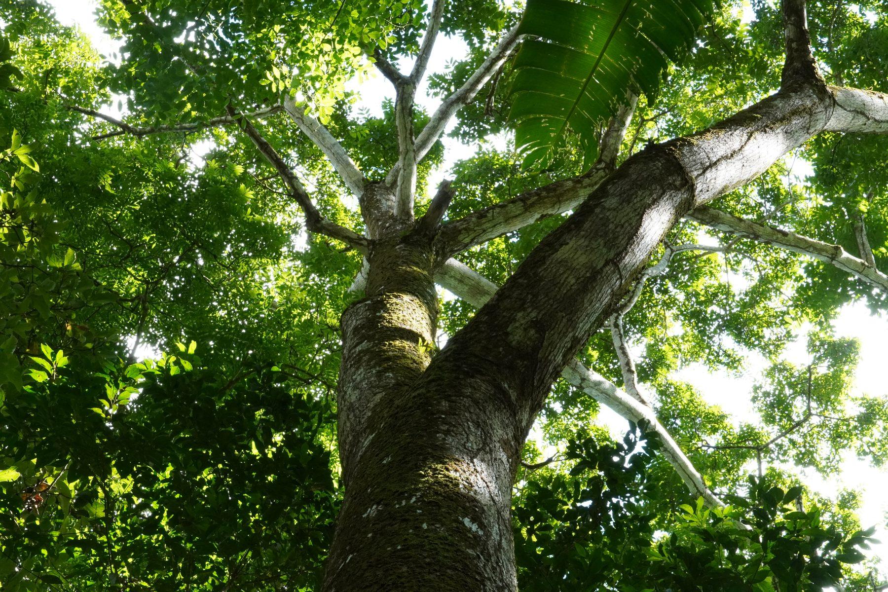 Costa Rica jungle canopy, Cavu Group listing