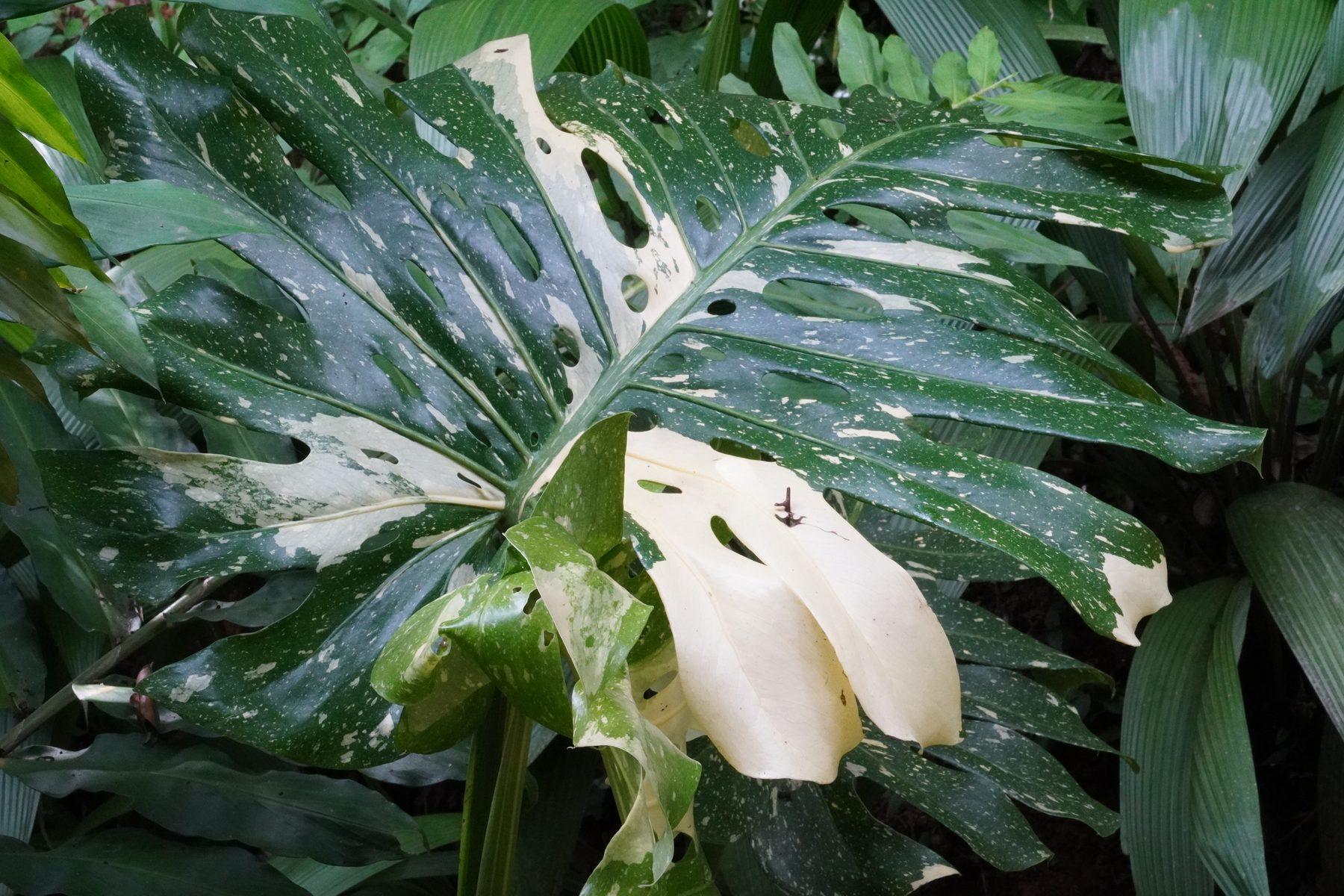 Costa Rica property evaluation — due diligence in the Southern Zone