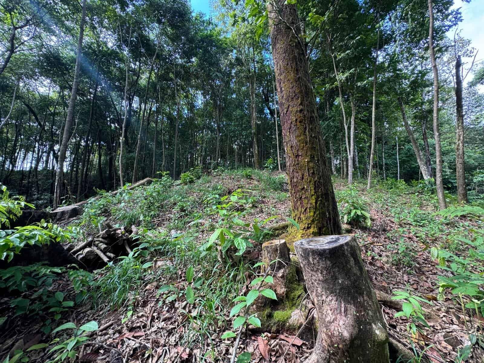 0.5 Acres: Ocean View Property 1 Min Off Paved Highway in Escaleras property photo 2 in Costa Rica