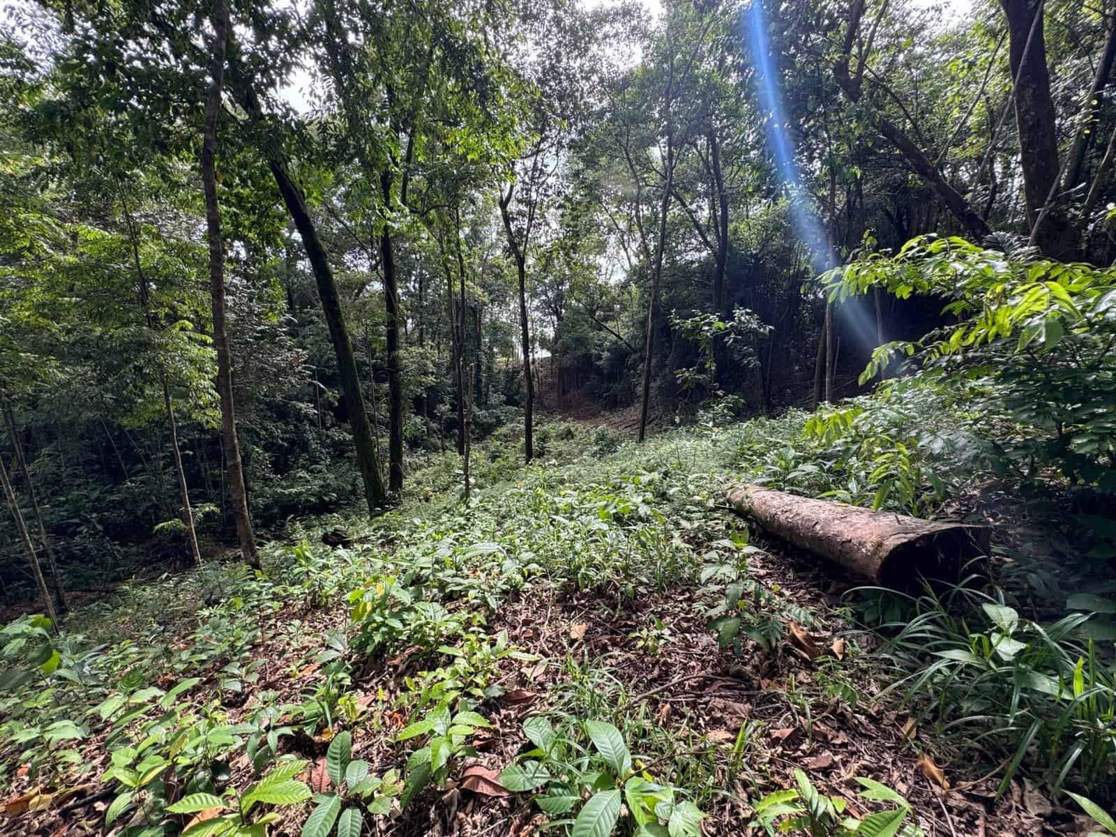 0.5 Acres: Ocean View Property 1 Min Off Paved Highway in Escaleras property photo 3 in Costa Rica