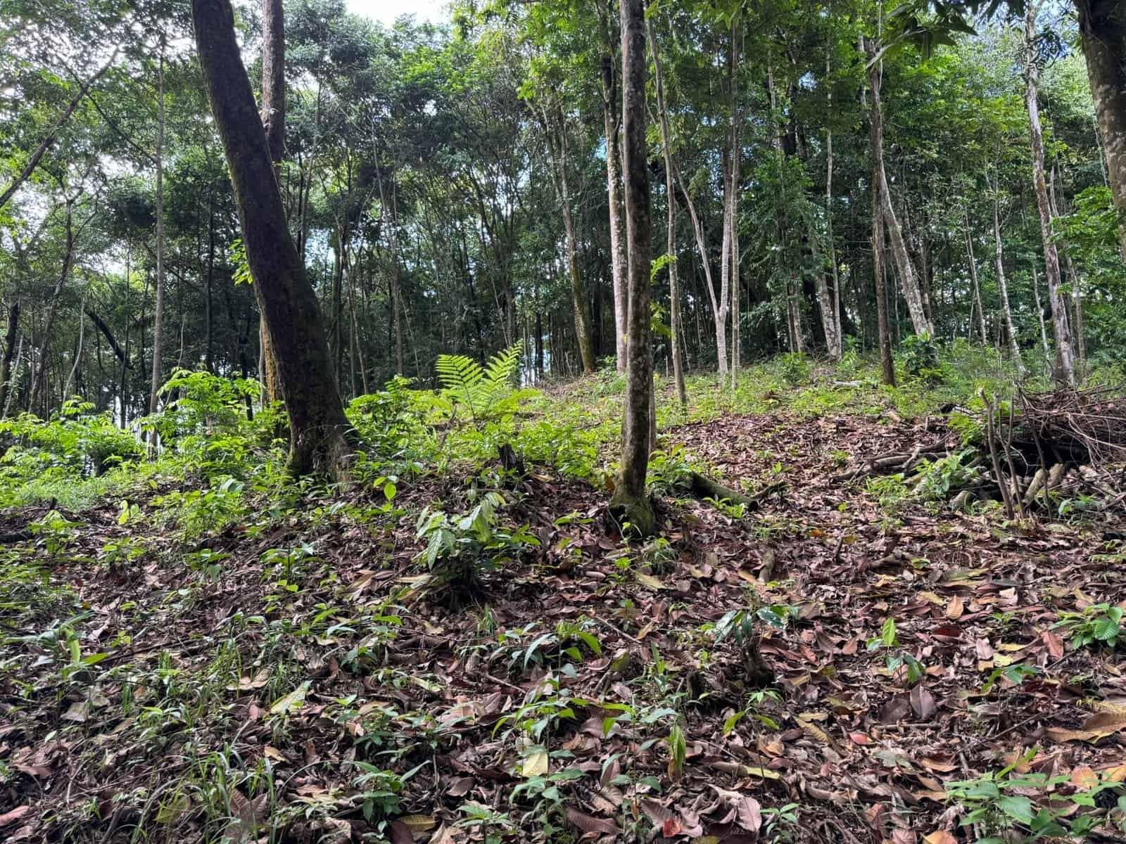 0.5 Acres: Ocean View Property 1 Min Off Paved Highway in Escaleras property photo 4 in Costa Rica