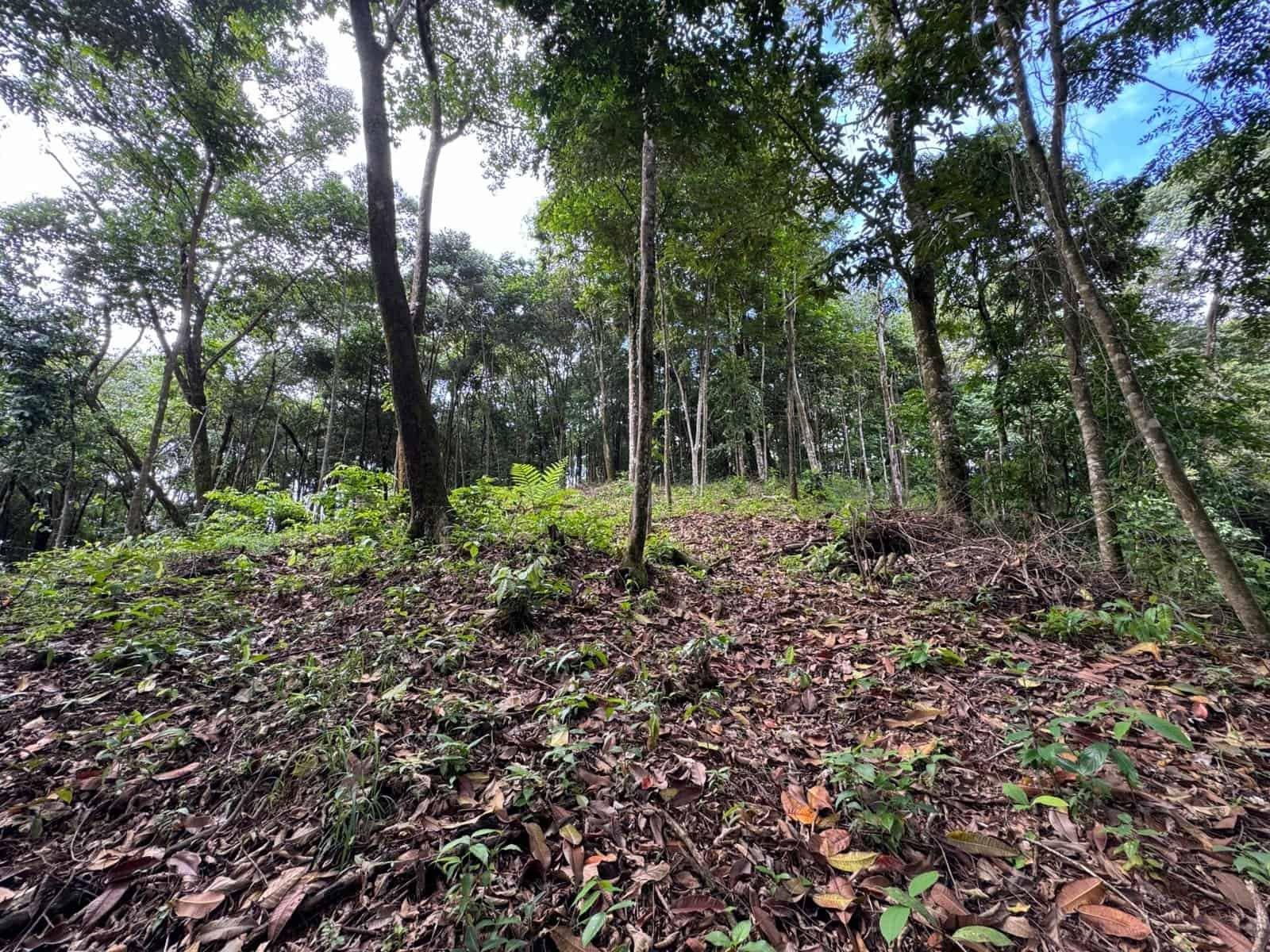0.5 Acres: Ocean View Property 1 Min Off Paved Highway in Escaleras property photo 5 in Costa Rica