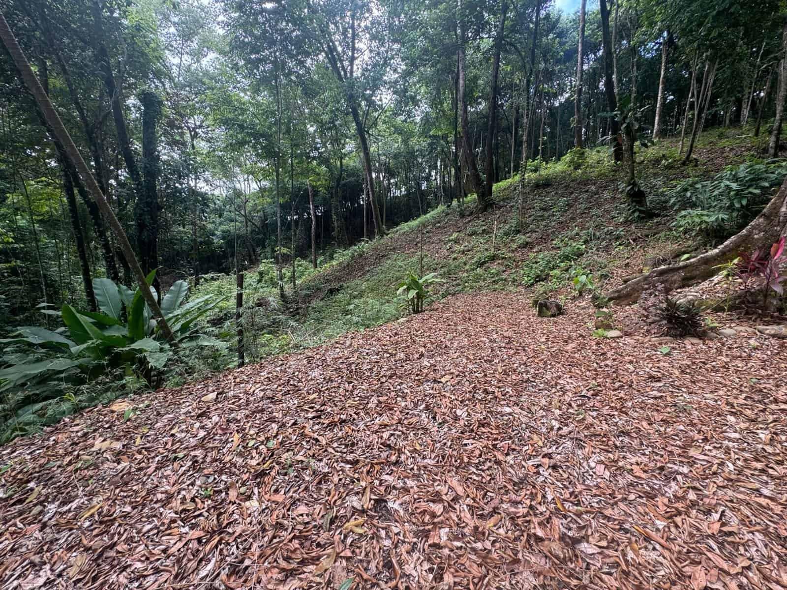0.5 Acres: Ocean View Property 1 Min Off Paved Highway in Escaleras property photo 1 in Costa Rica