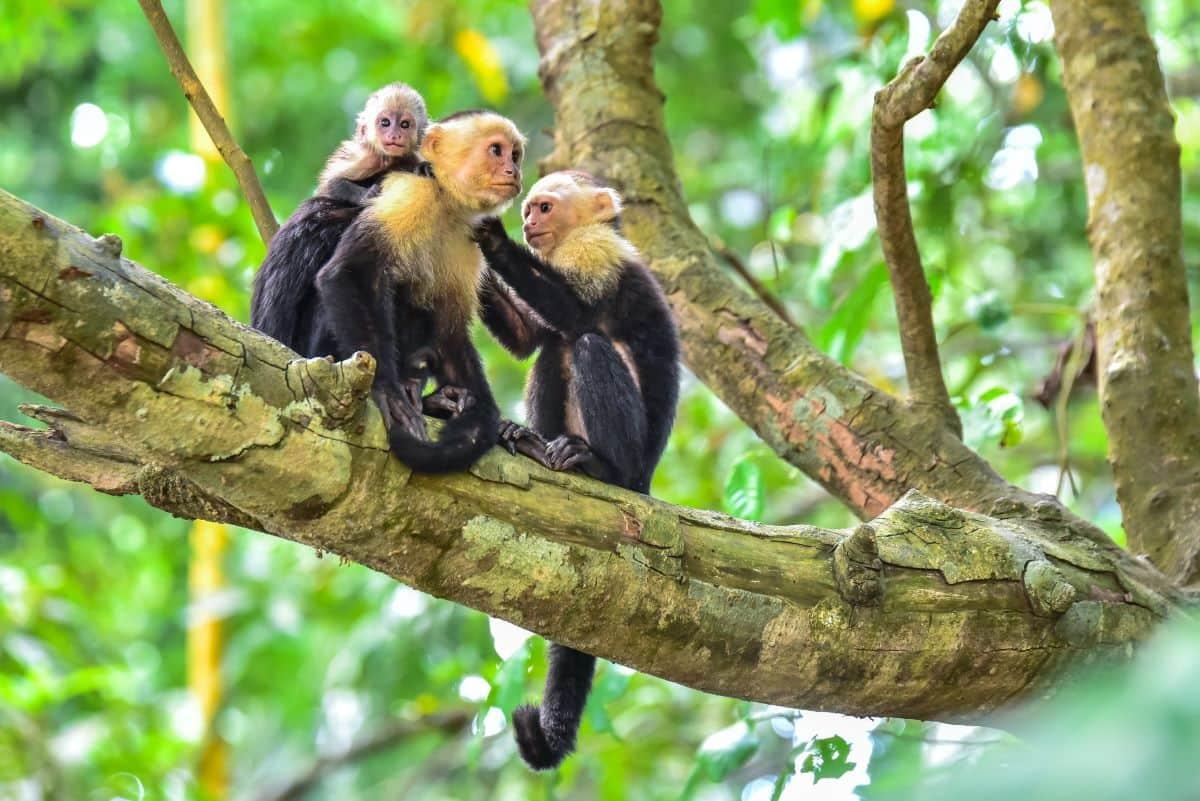 Costa Rica Southern Zone, CAVU Group services