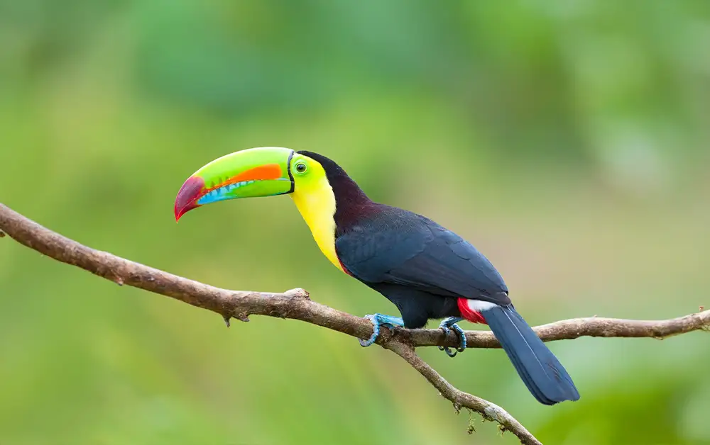 Keel-billed toucan in Costa Rica — The CAVU Group