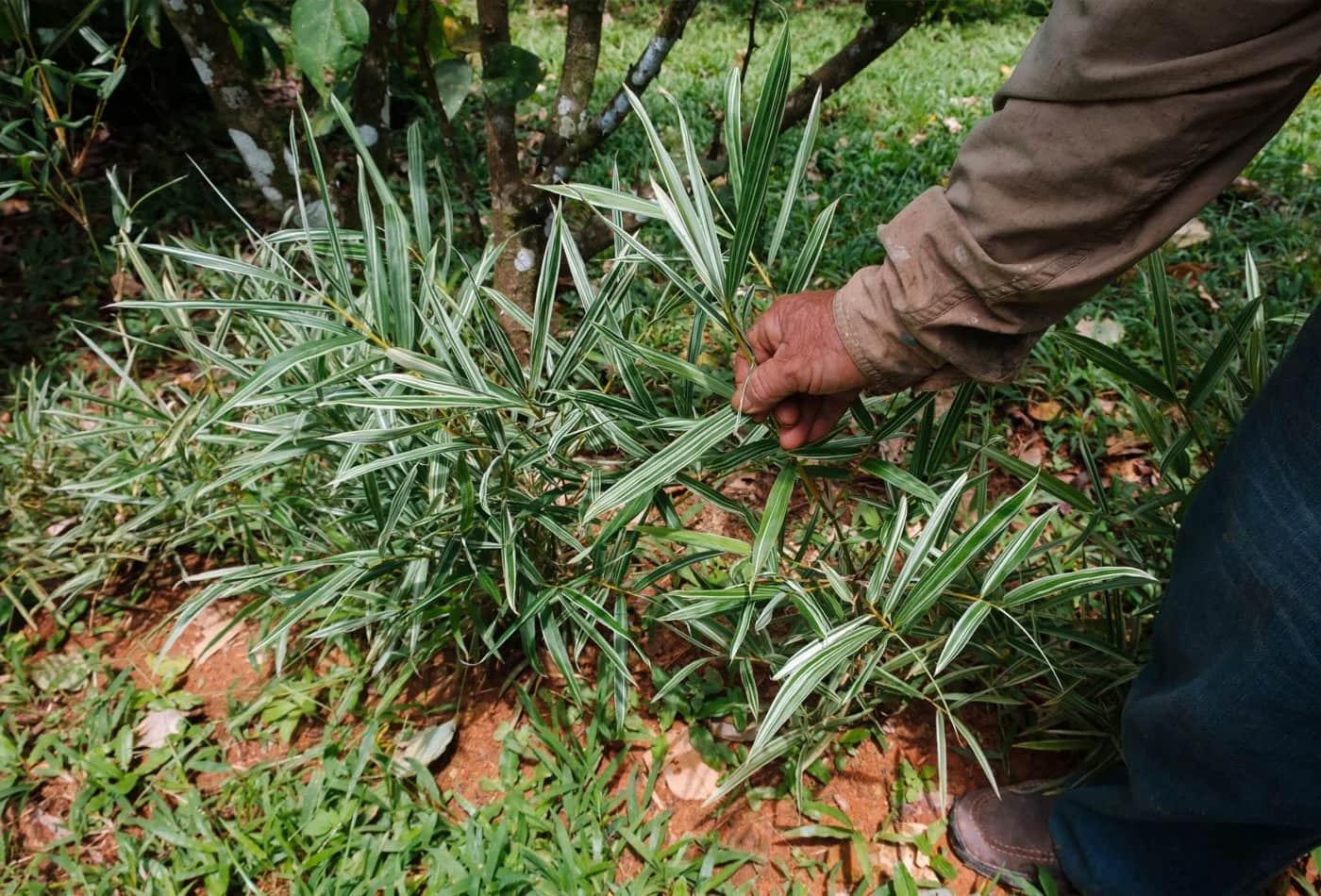300 Bamboo Planted as a Living Fence –Casa Cavu