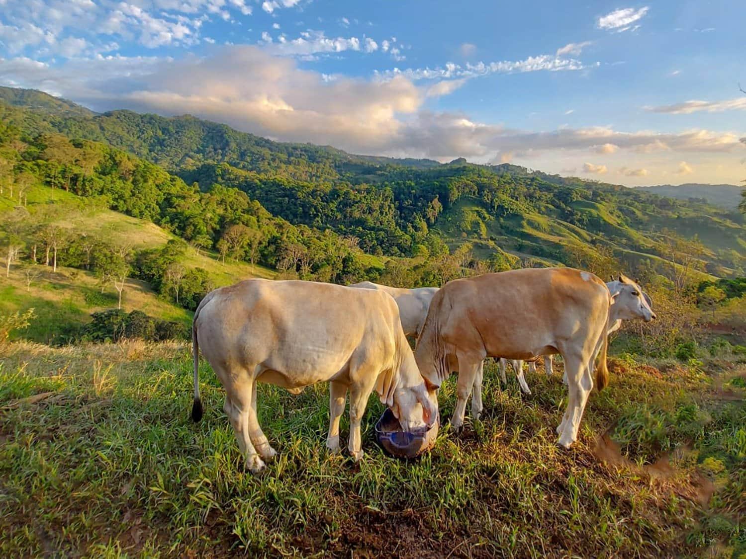 Cattle Grazing and Fencing system added at Finca Magnolia to prevent erosion