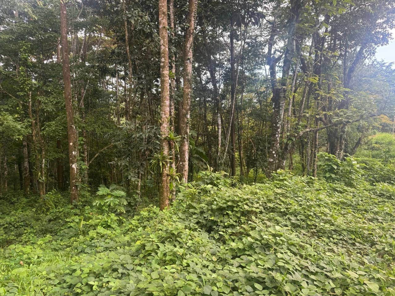 $175,000 - 0.67 Acres - Lot In The Heart of Uvita, Motivated Seller! property photo 4 in Costa Rica