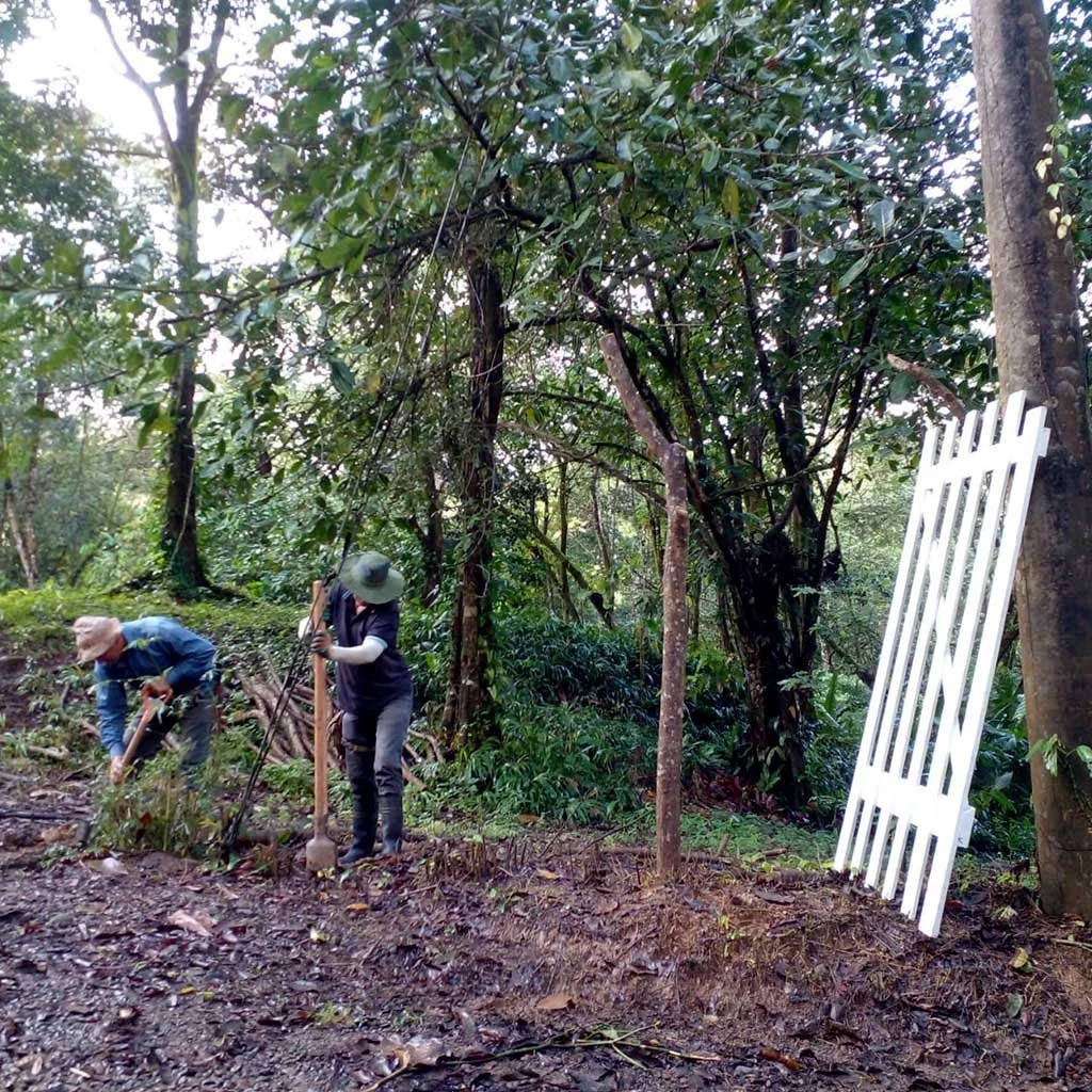 Living fence planted along road frontage and entrance –BOHORICA, photo 8
