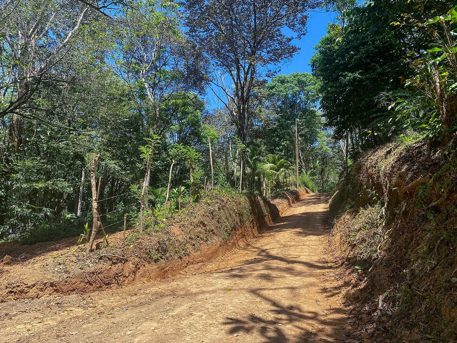 Land clearing and site prep underway at Casa Bohorica, photo 6
