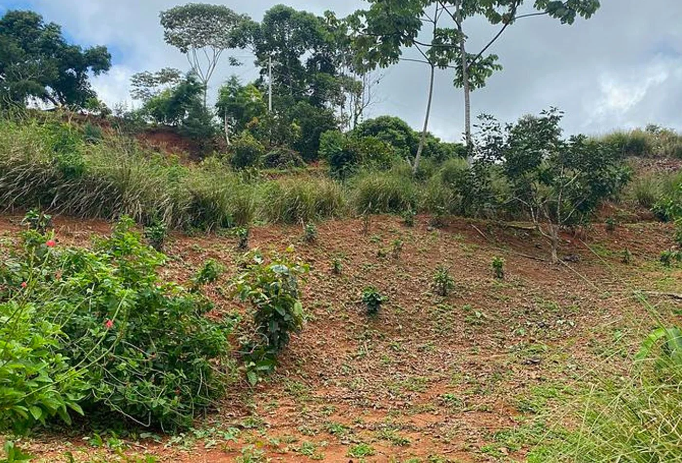 100 Coffee Trees Planted –Casa Cavu, photo 3