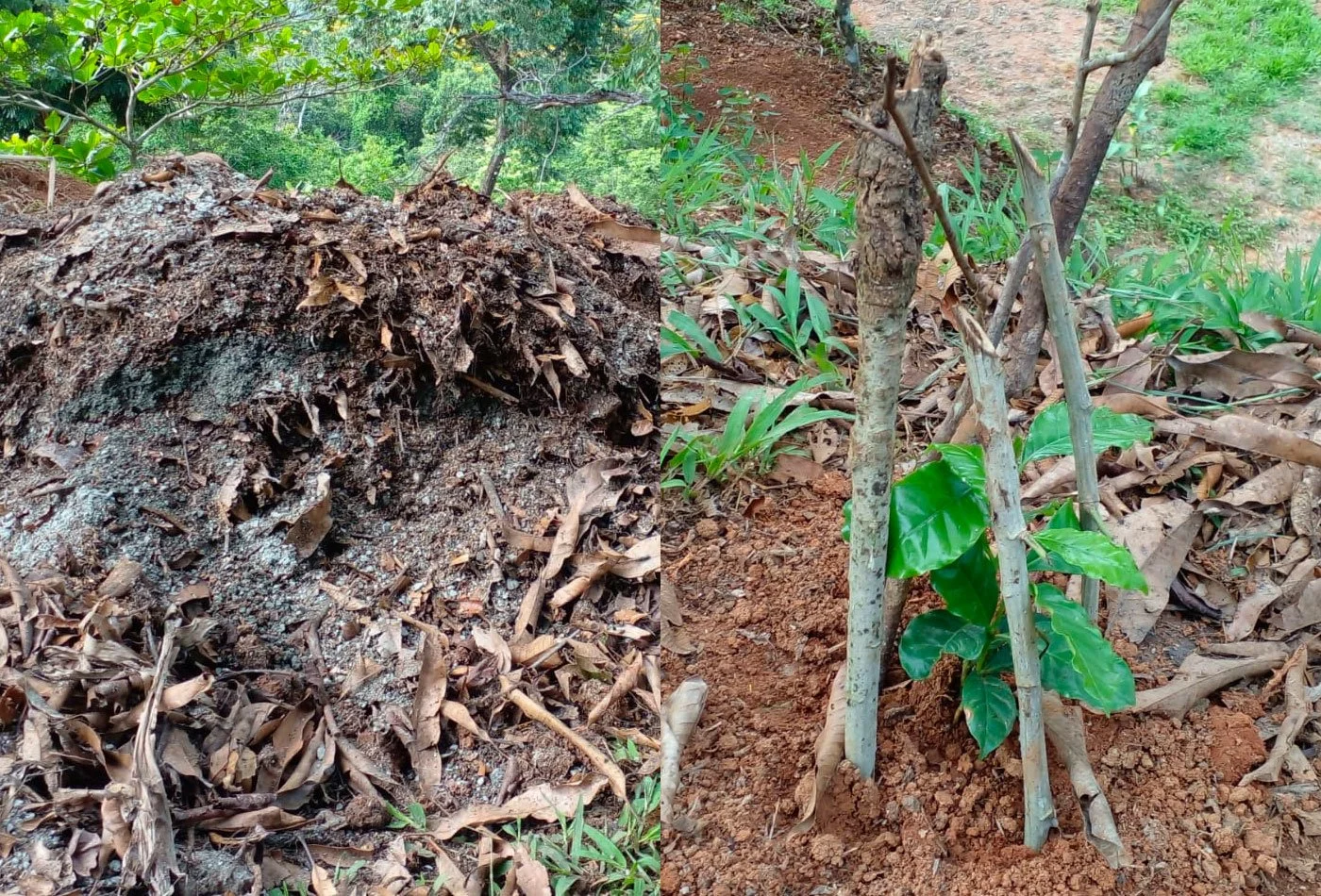 100 Coffee Trees Planted –Casa Cavu, photo 2