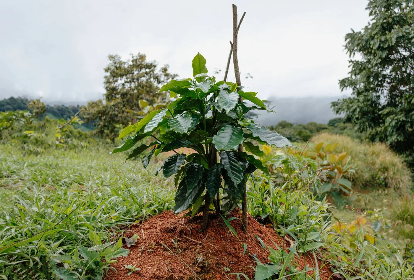 100 Coffee Trees Planted –Casa Cavu, photo 4
