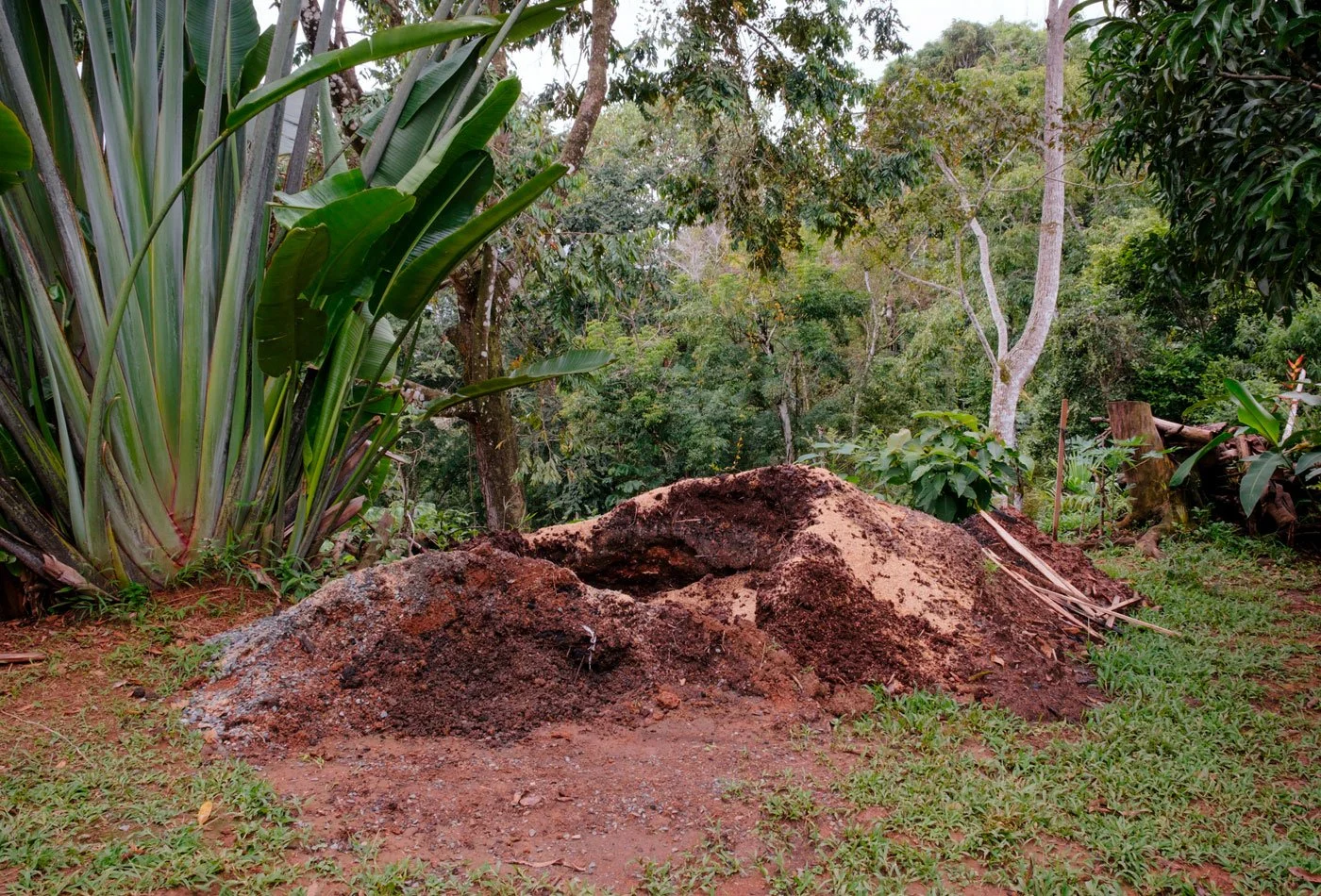 300 Bamboo Planted as a Living Fence –Casa Cavu, photo 4
