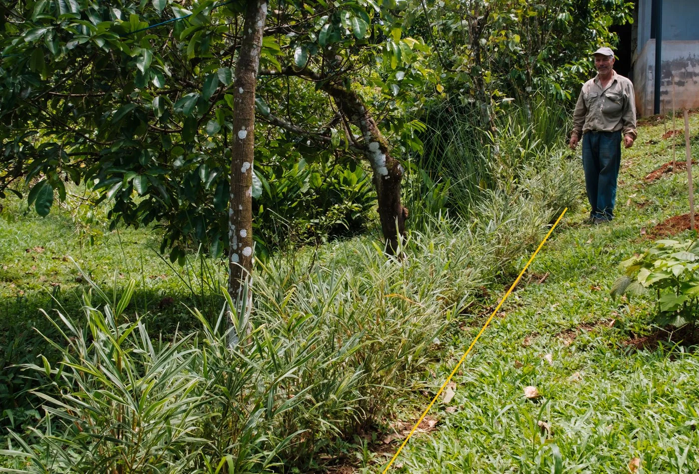 300 Bamboo Planted as a Living Fence –Casa Cavu, photo 6