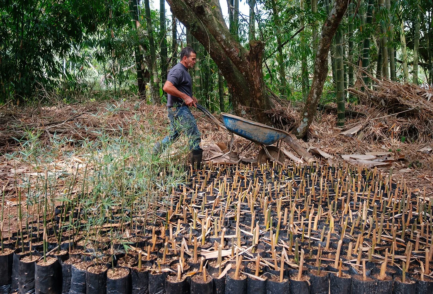 300 Bamboo Planted as a Living Fence –Casa Cavu, photo 2