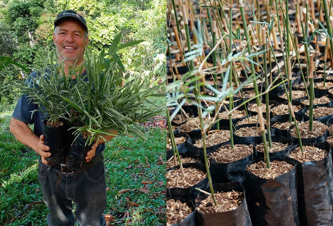 300 Bamboo Planted as a Living Fence –Casa Cavu, photo 3