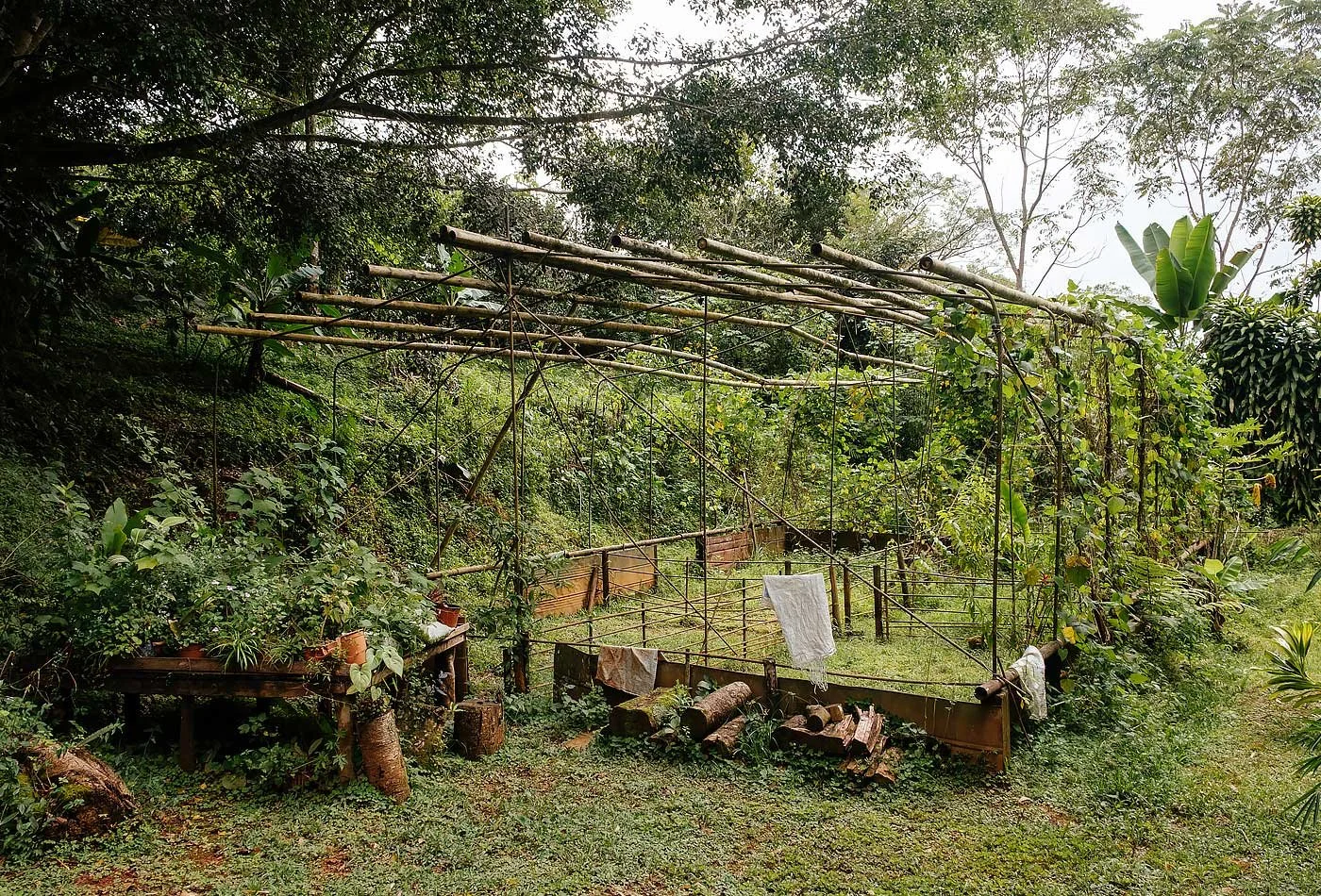 Land Conversion to Sustainable Permaculture Garden –Casa Cavu, photo 5