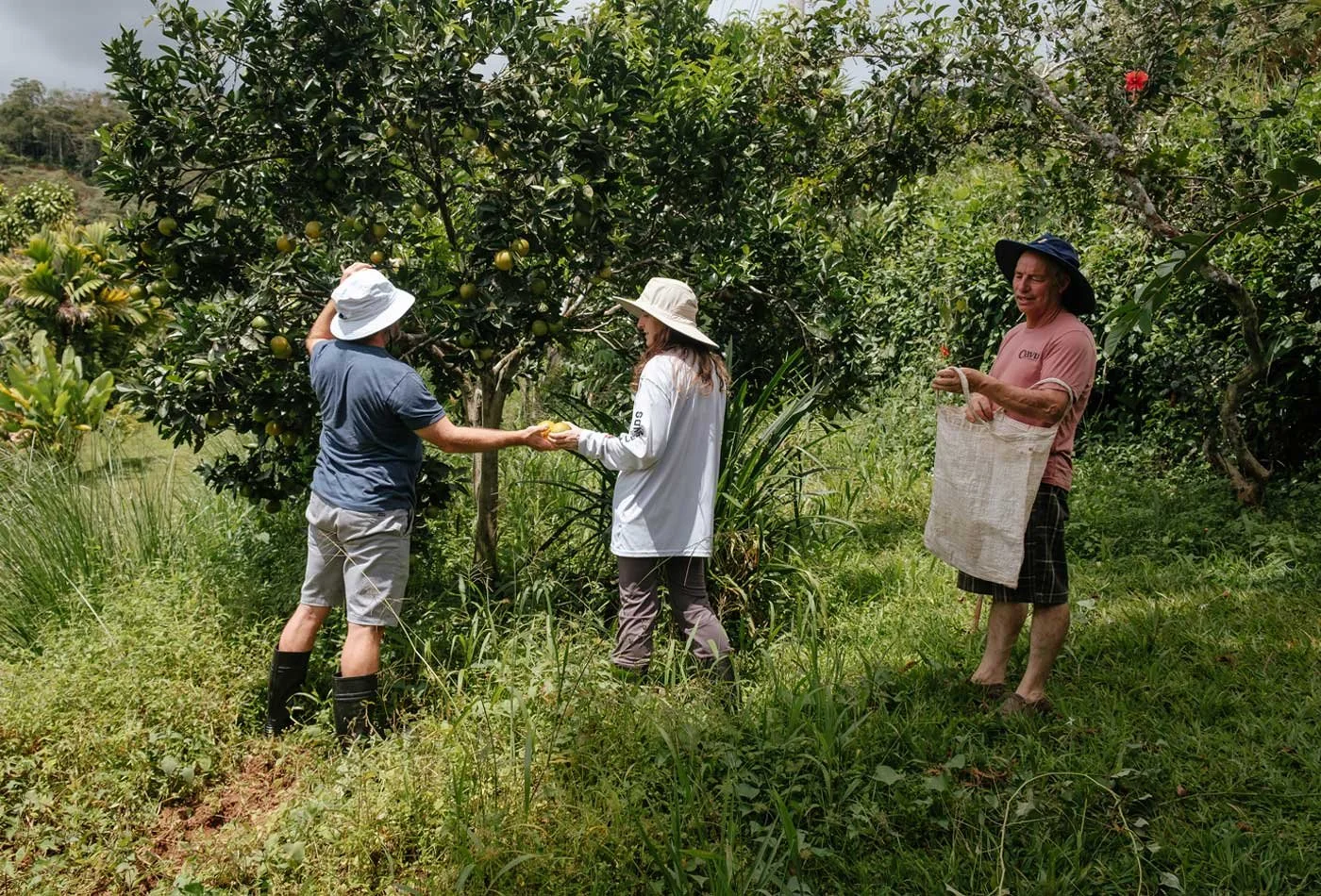Land Conversion to Sustainable Permaculture Garden –Casa Cavu, photo 3