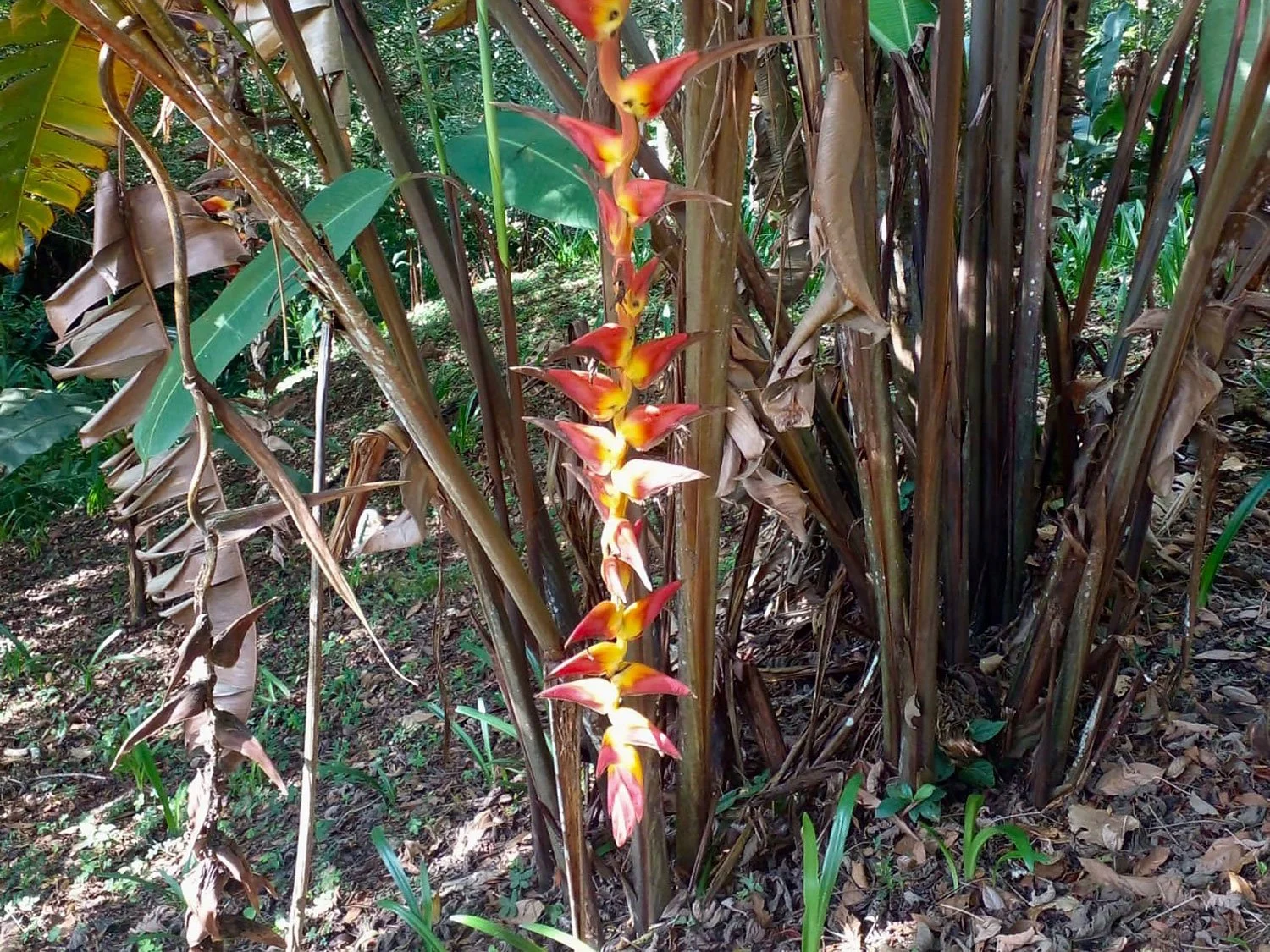 Cavu Vivero –Our New Sustainable Green House Nursery in Costa Rica, photo 10