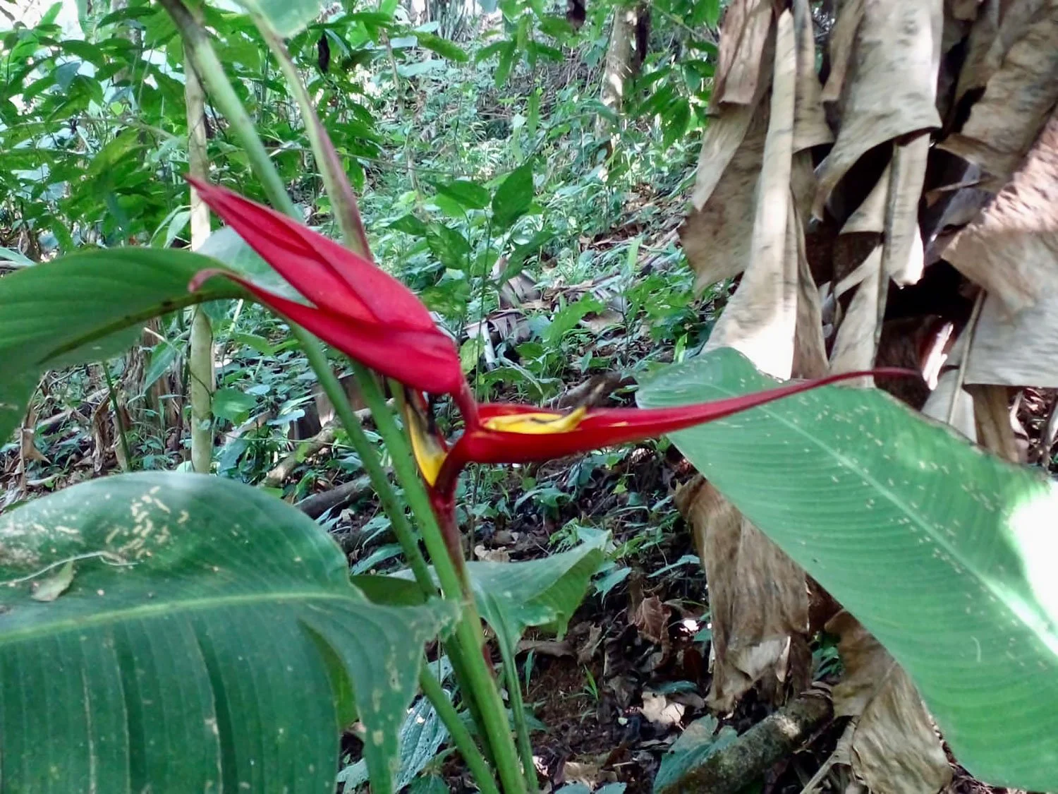 Cavu Vivero –Our New Sustainable Green House Nursery in Costa Rica, photo 11