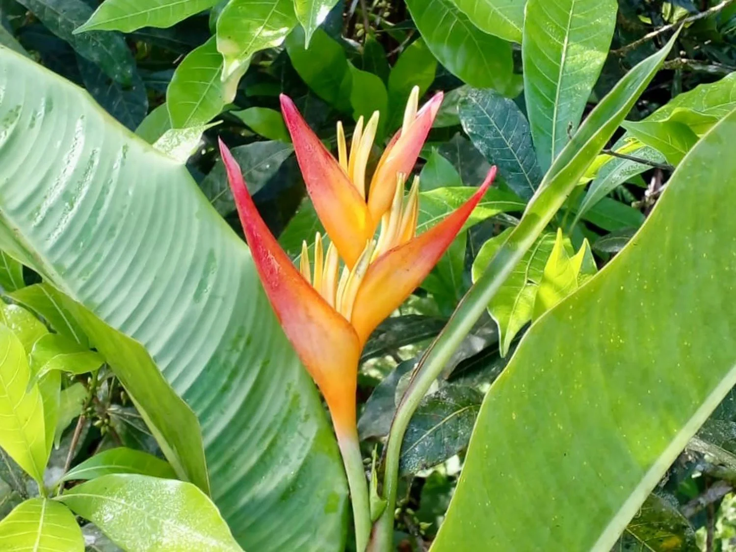 Cavu Vivero –Our New Sustainable Green House Nursery in Costa Rica, photo 12