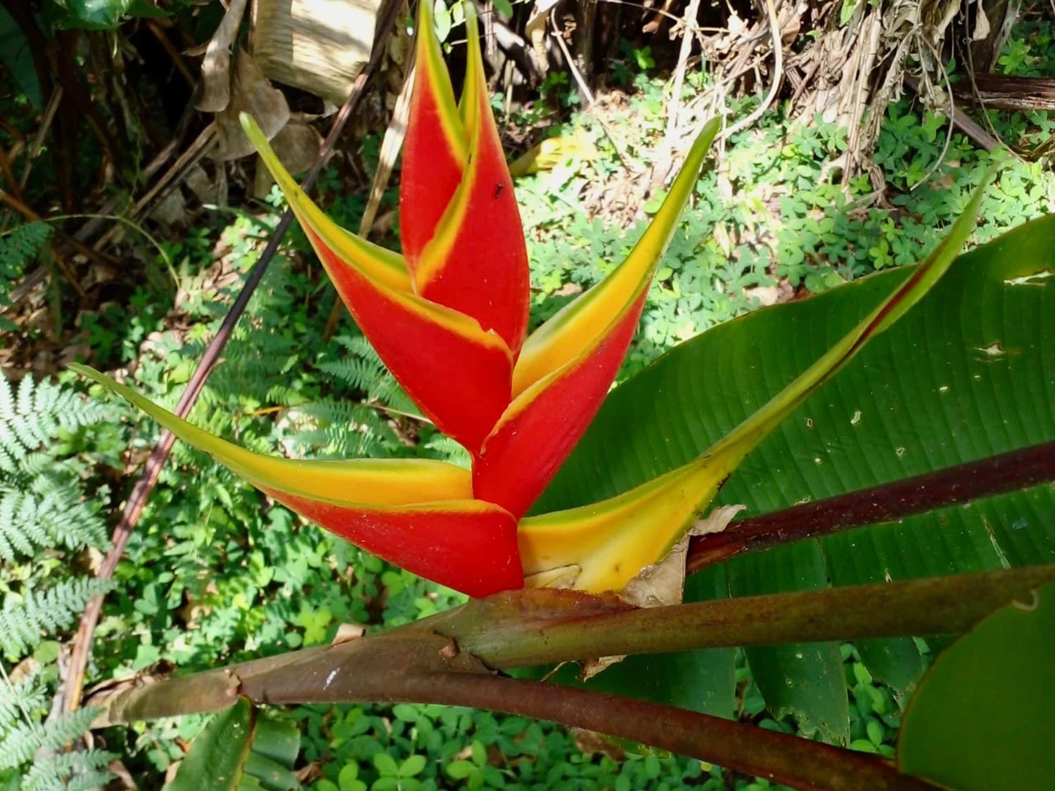 Cavu Vivero –Our New Sustainable Green House Nursery in Costa Rica, photo 13