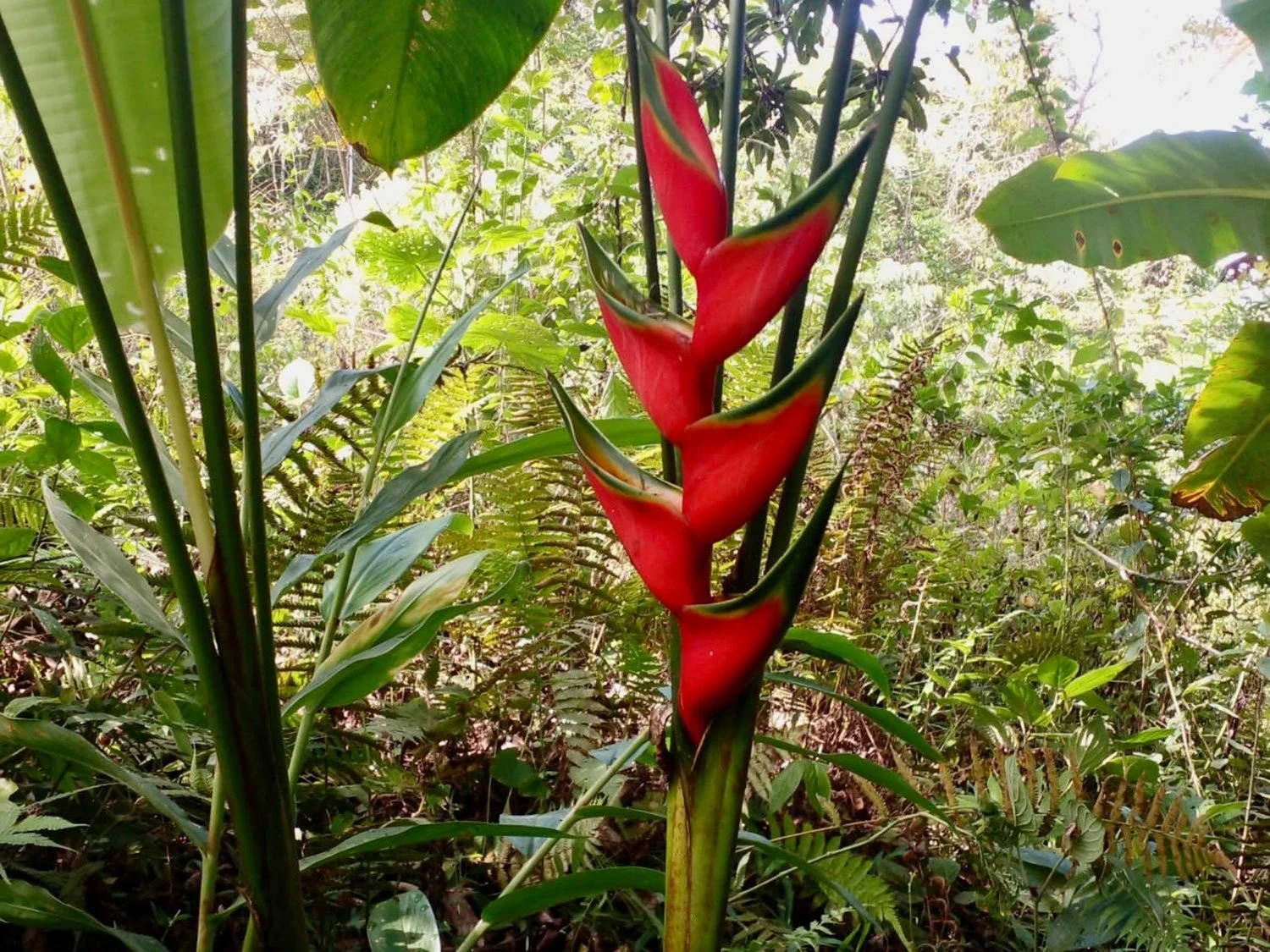 Cavu Vivero –Our New Sustainable Green House Nursery in Costa Rica, photo 14
