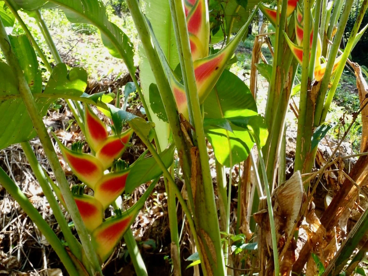 Cavu Vivero –Our New Sustainable Green House Nursery in Costa Rica, photo 15