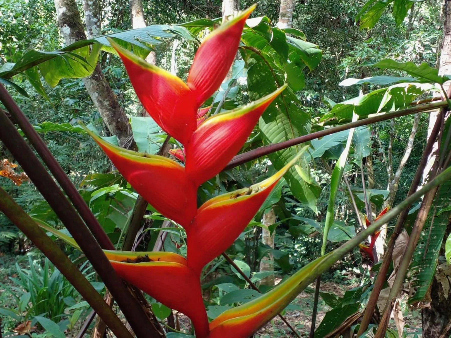 Cavu Vivero –Our New Sustainable Green House Nursery in Costa Rica, photo 16