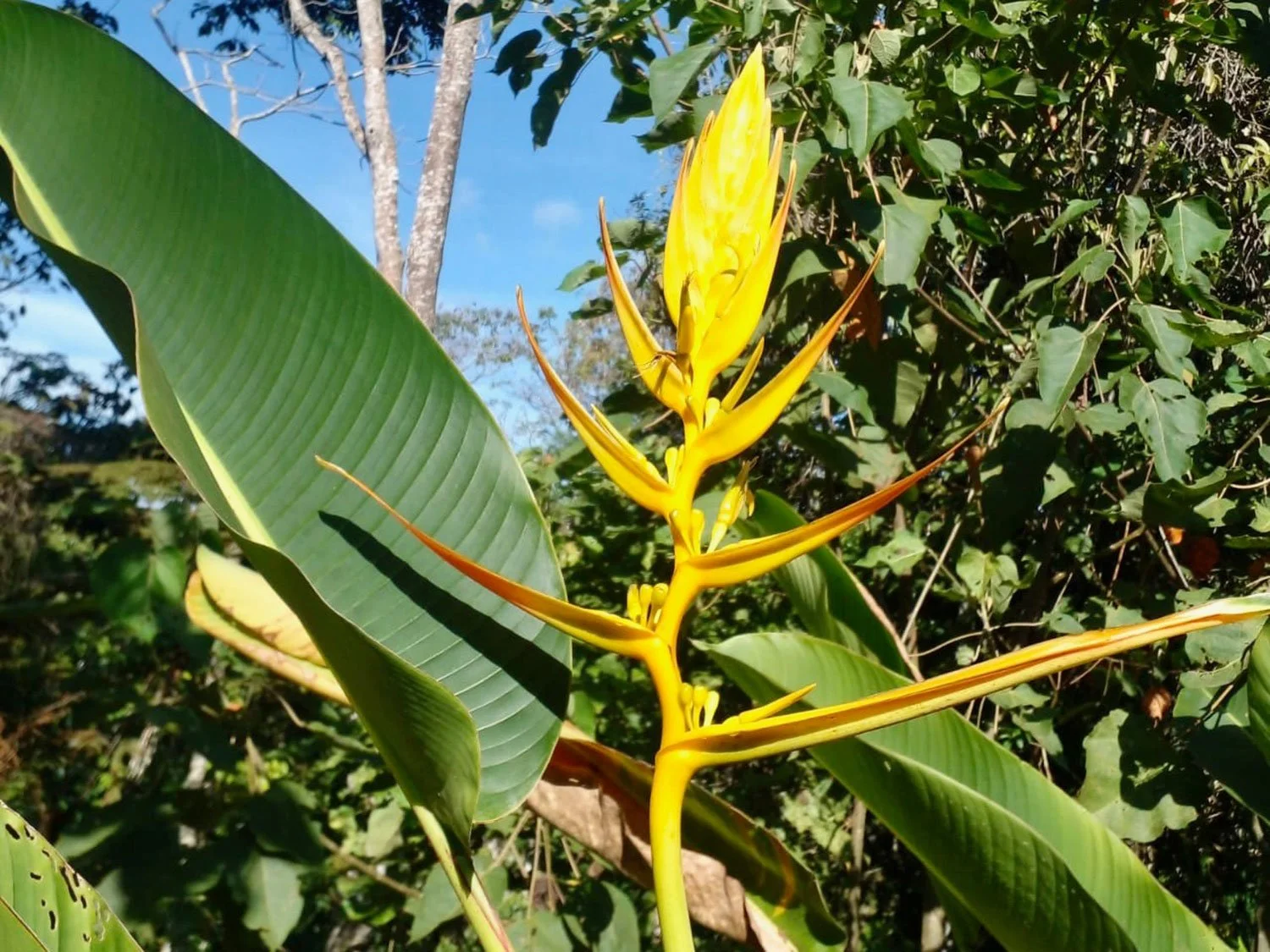 Cavu Vivero –Our New Sustainable Green House Nursery in Costa Rica, photo 17