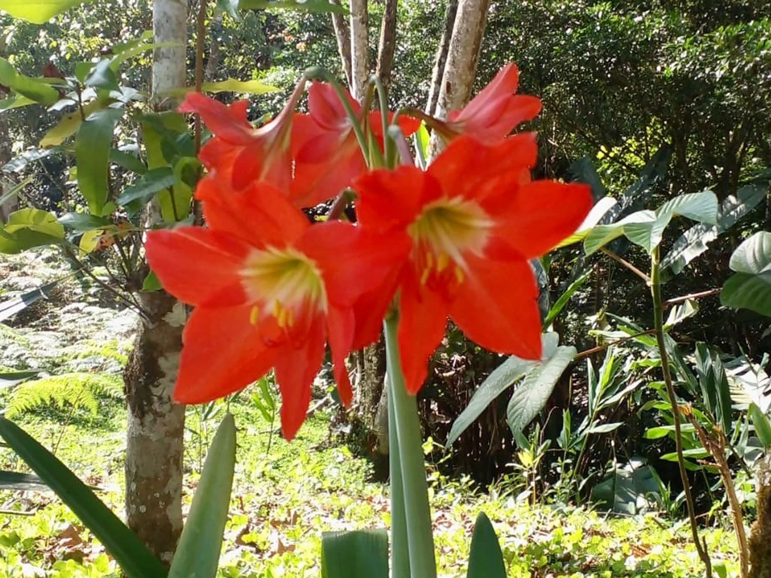 Cavu Vivero –Our New Sustainable Green House Nursery in Costa Rica, photo 18