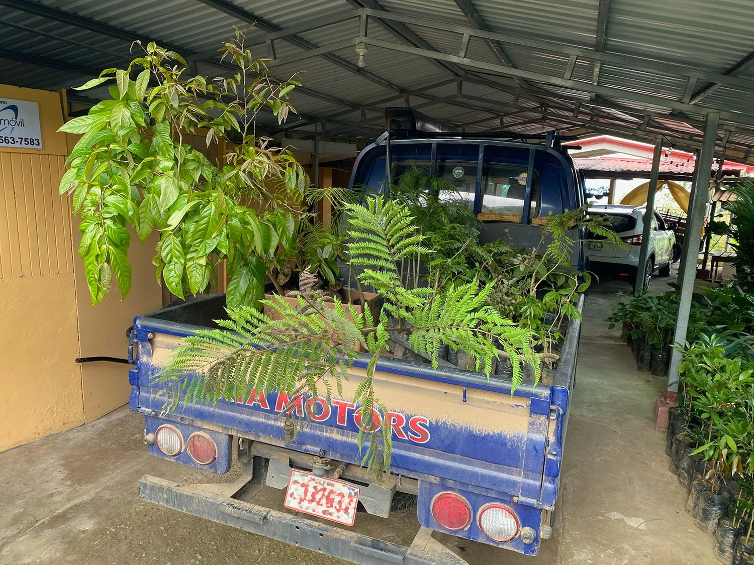 Cavu Vivero –Our New Sustainable Green House Nursery in Costa Rica, photo 5