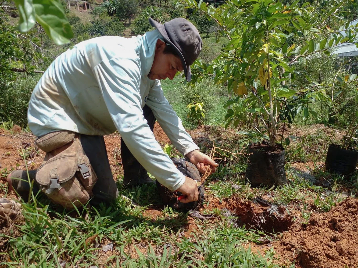 Cavu Vivero –Our New Sustainable Green House Nursery in Costa Rica, photo 9