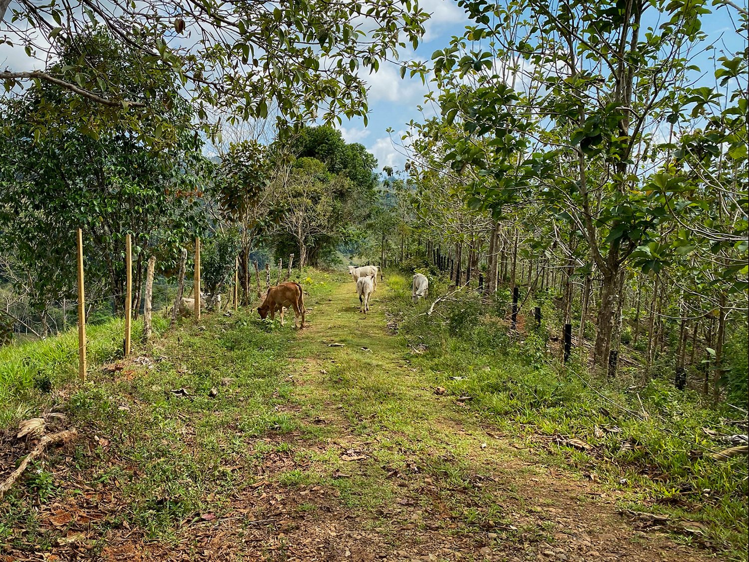 Cattle Grazing and Fencing system added at Finca Magnolia to prevent erosion, photo 4