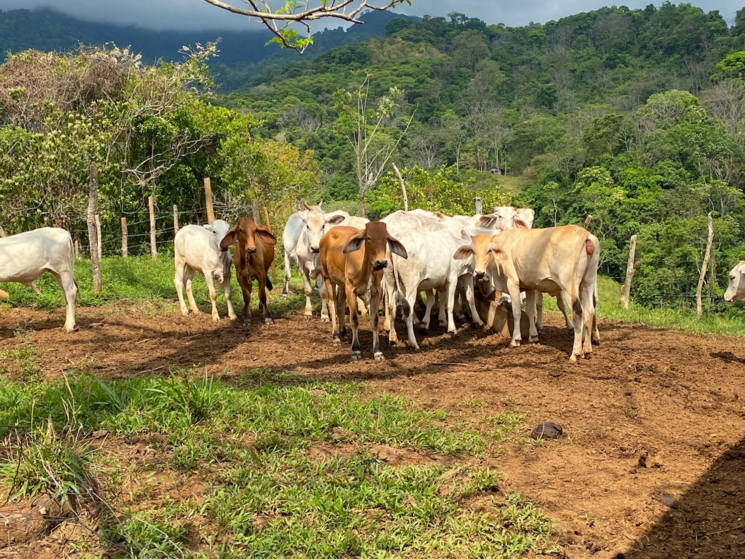 Cattle Grazing and Fencing system added at Finca Magnolia to prevent erosion, photo 6