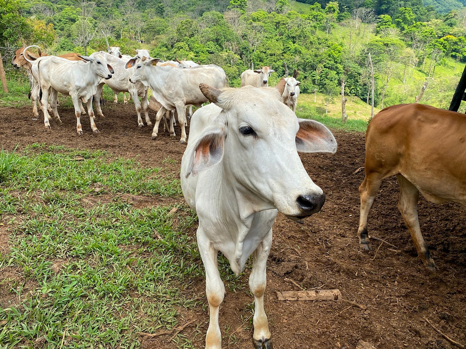 Cattle Grazing and Fencing system added at Finca Magnolia to prevent erosion, photo 7