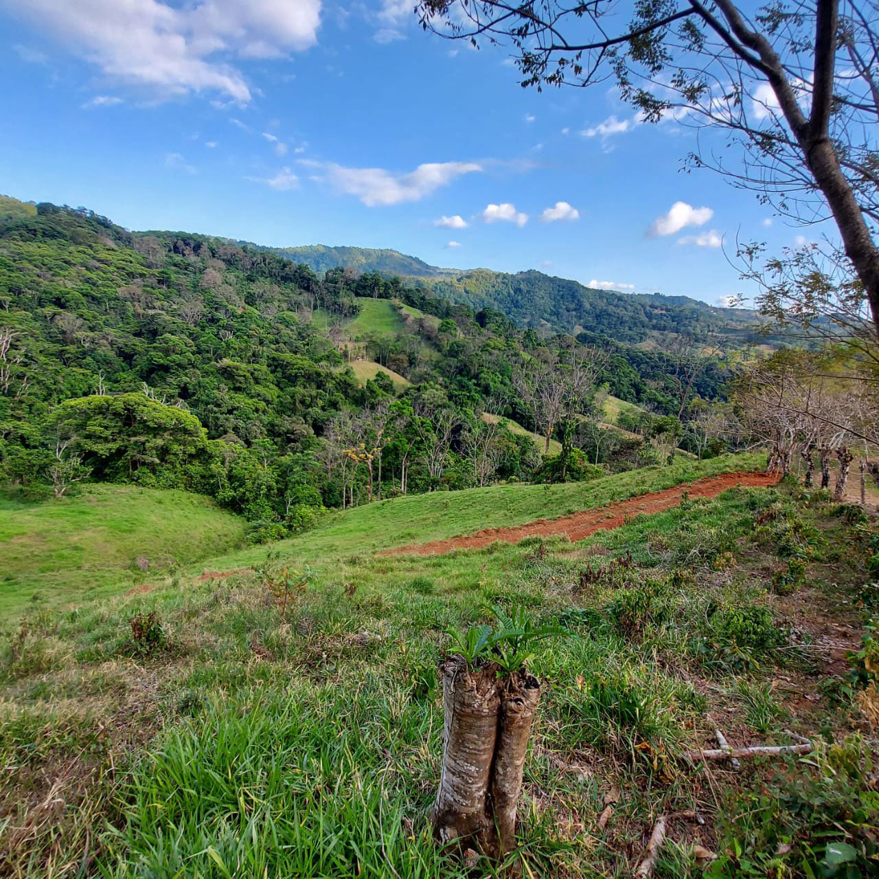 Cutting in a new internal road for improved access –Finca Magnolia, photo 7