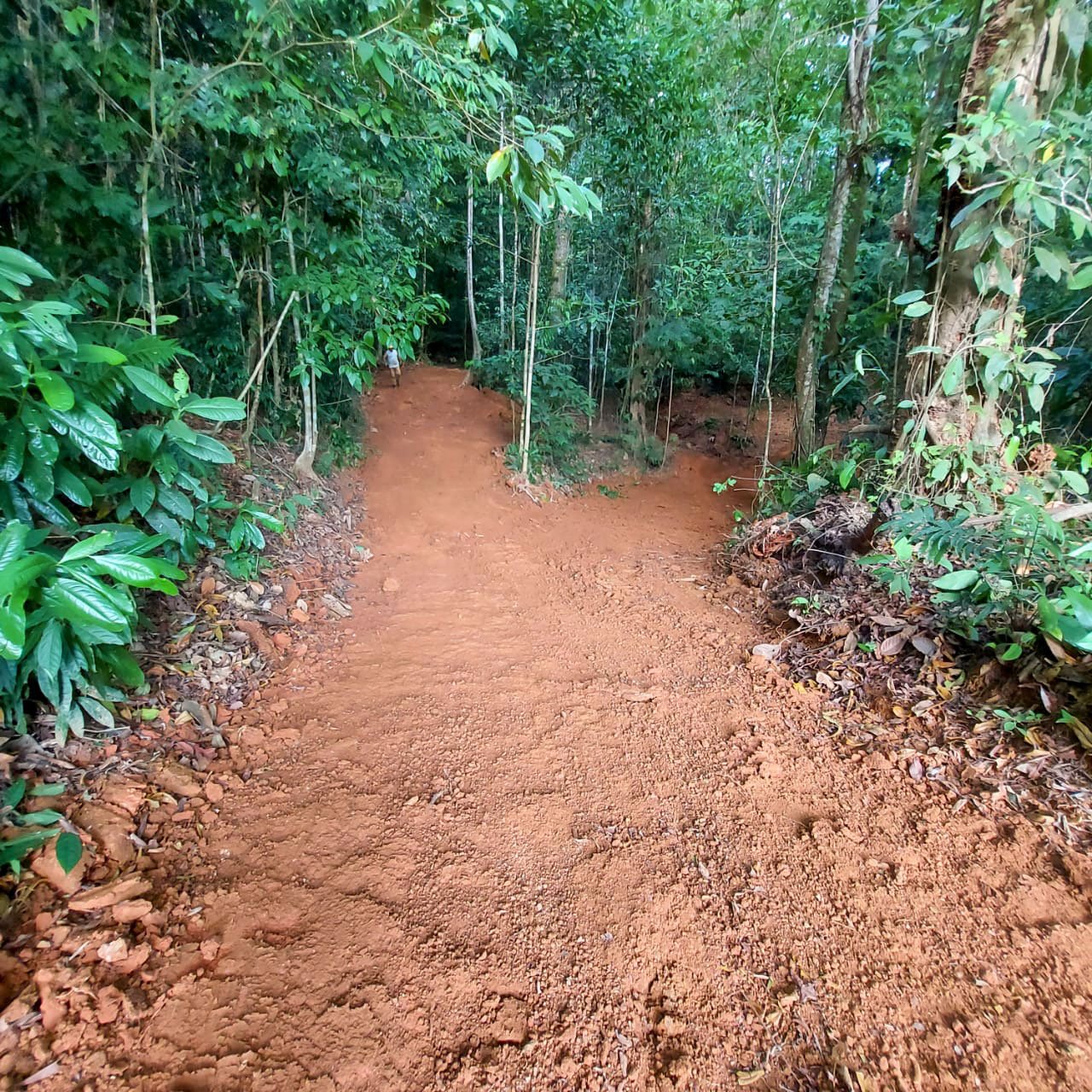 Cutting in a new internal road for improved access –Finca Magnolia, photo 10