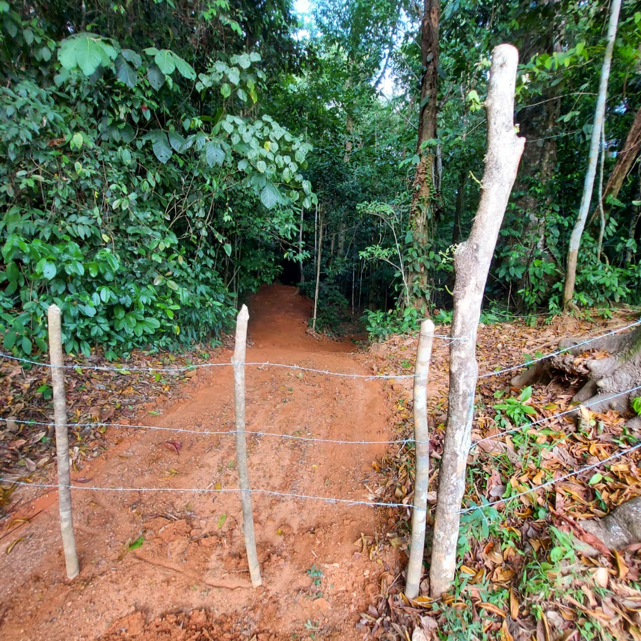 Cutting in a new internal road for improved access –Finca Magnolia, photo 9