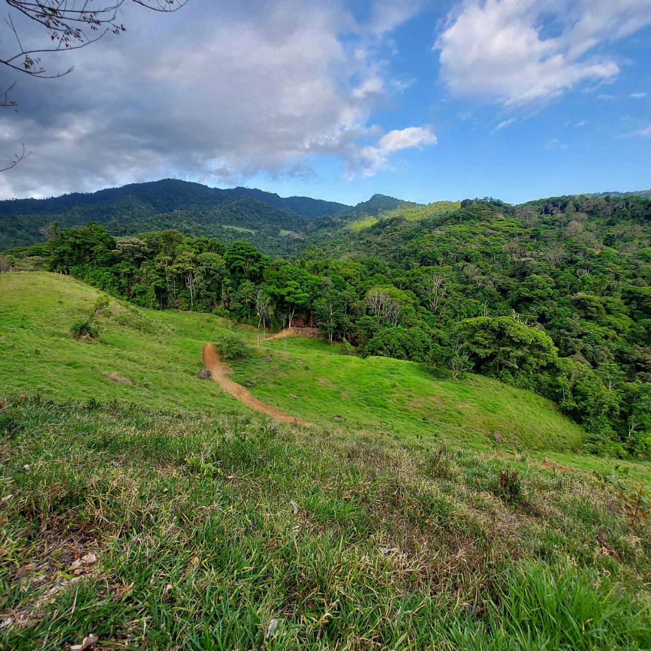 Cutting in a new internal road for improved access –Finca Magnolia, photo 3